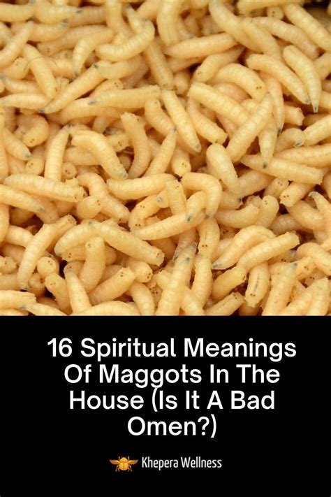 spiritual meaning of maggots